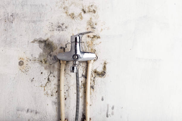 Best Mold Testing and Removal  in Mount Hope, WV