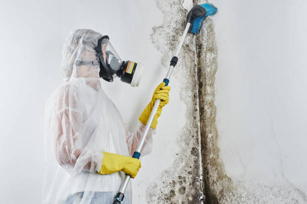 Best Residential Mold Removal  in Mount Hope, WV