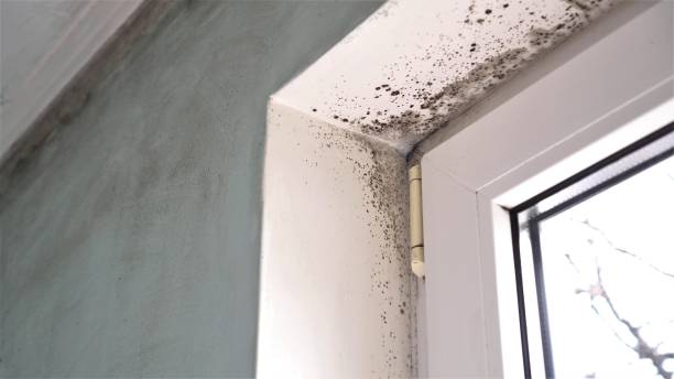 Crawl Space Mold Removal in Mount Hope, WV