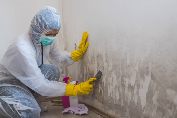 Best Water Damage Restoration  in Mount Hope, WV