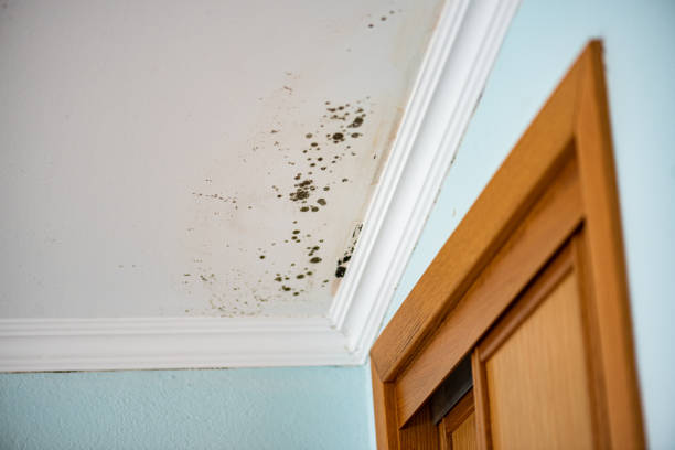 Best Mold Testing  in Mount Hope, WV