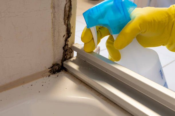 Trusted Mount Hope, WV Mold Removal Experts