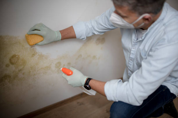 Best Black Mold Removal  in Mount Hope, WV