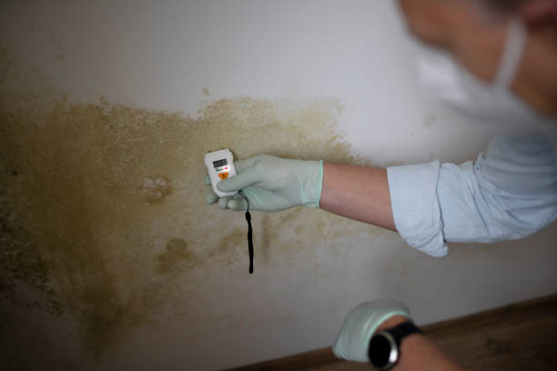 Attic Mold Removal in Mount Hope, WV