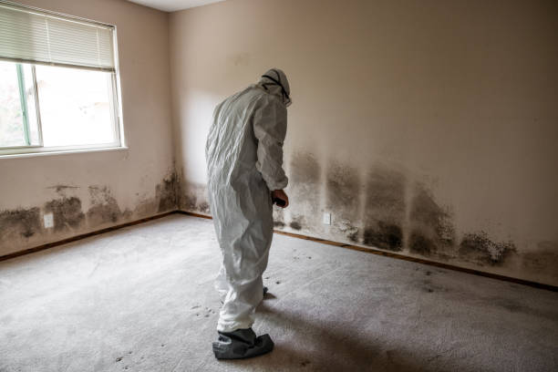 Best Mold Remediation  in Mount Hope, WV