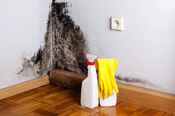 Best Home Mold Removal  in Mount Hope, WV