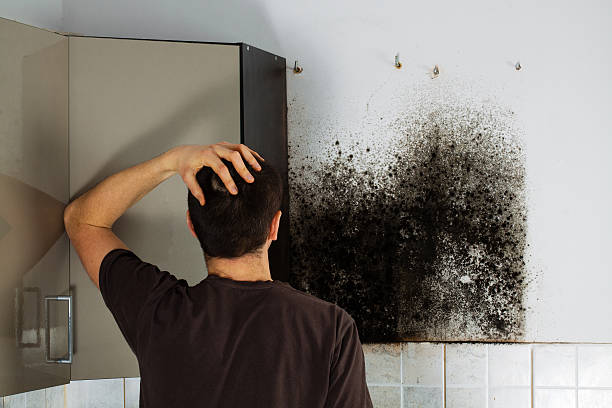 Best Black Mold Removal  in Mount Hope, WV