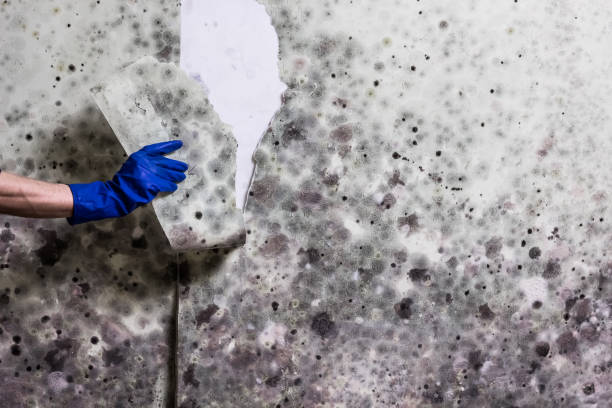 Best Same-Day Mold Removal  in Mount Hope, WV