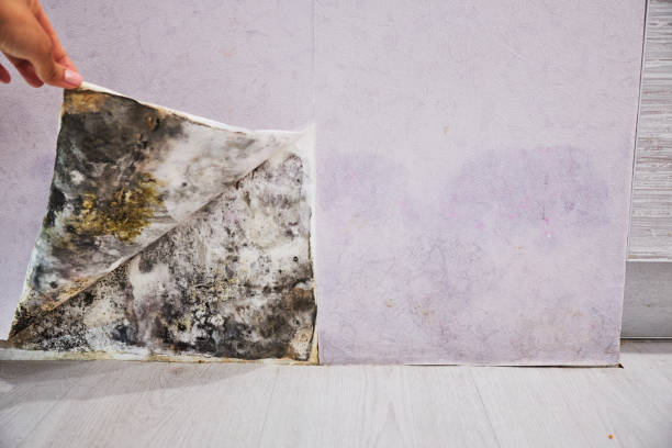 Best Office Mold Removal Services  in Mount Hope, WV